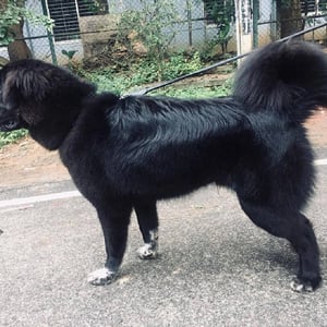 Bakharwal Dog Breed