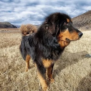 Bakharwal Dog standing in the gras