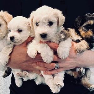 Bichon Yorkie dog Physical Characteristics