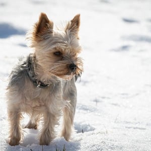 Bichon Yorkie dog breed