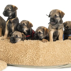 Border Terrier dog Physical Characteristics