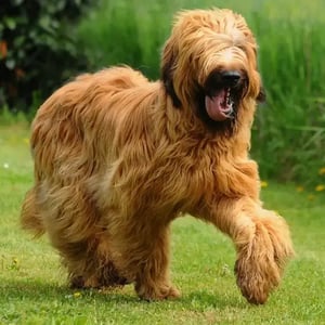 Briard Dog Breed: The Best Dog Of France