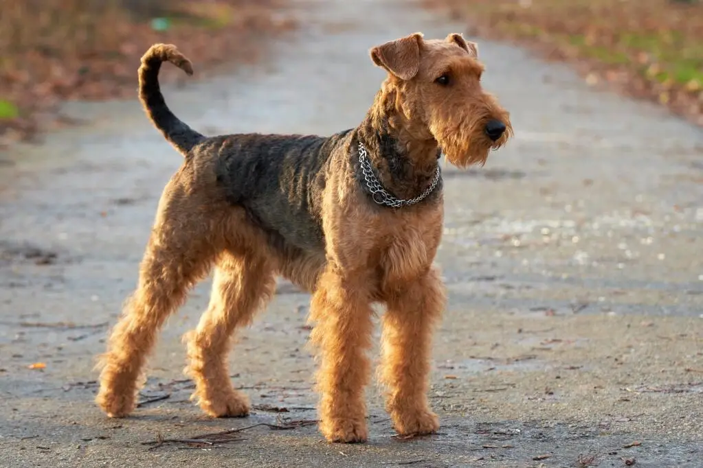 Airedale Terrier Dog