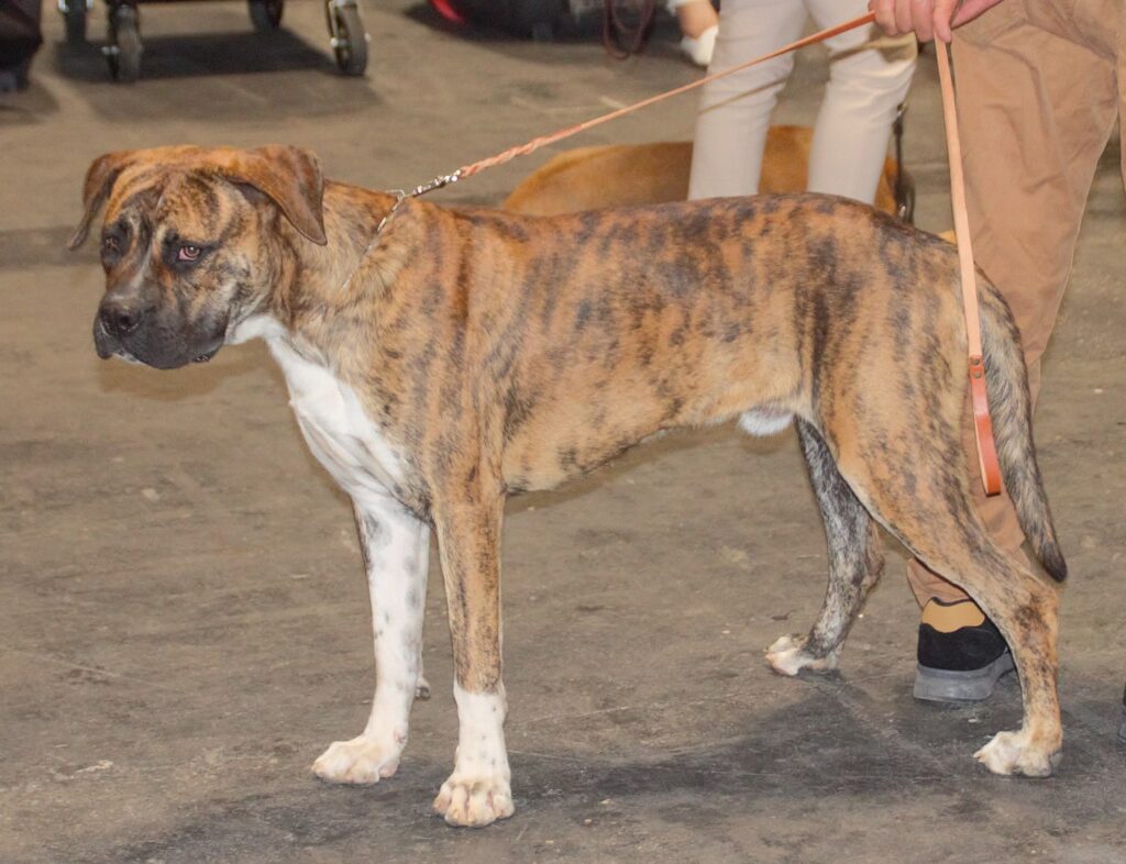 Alano Español dog standing up