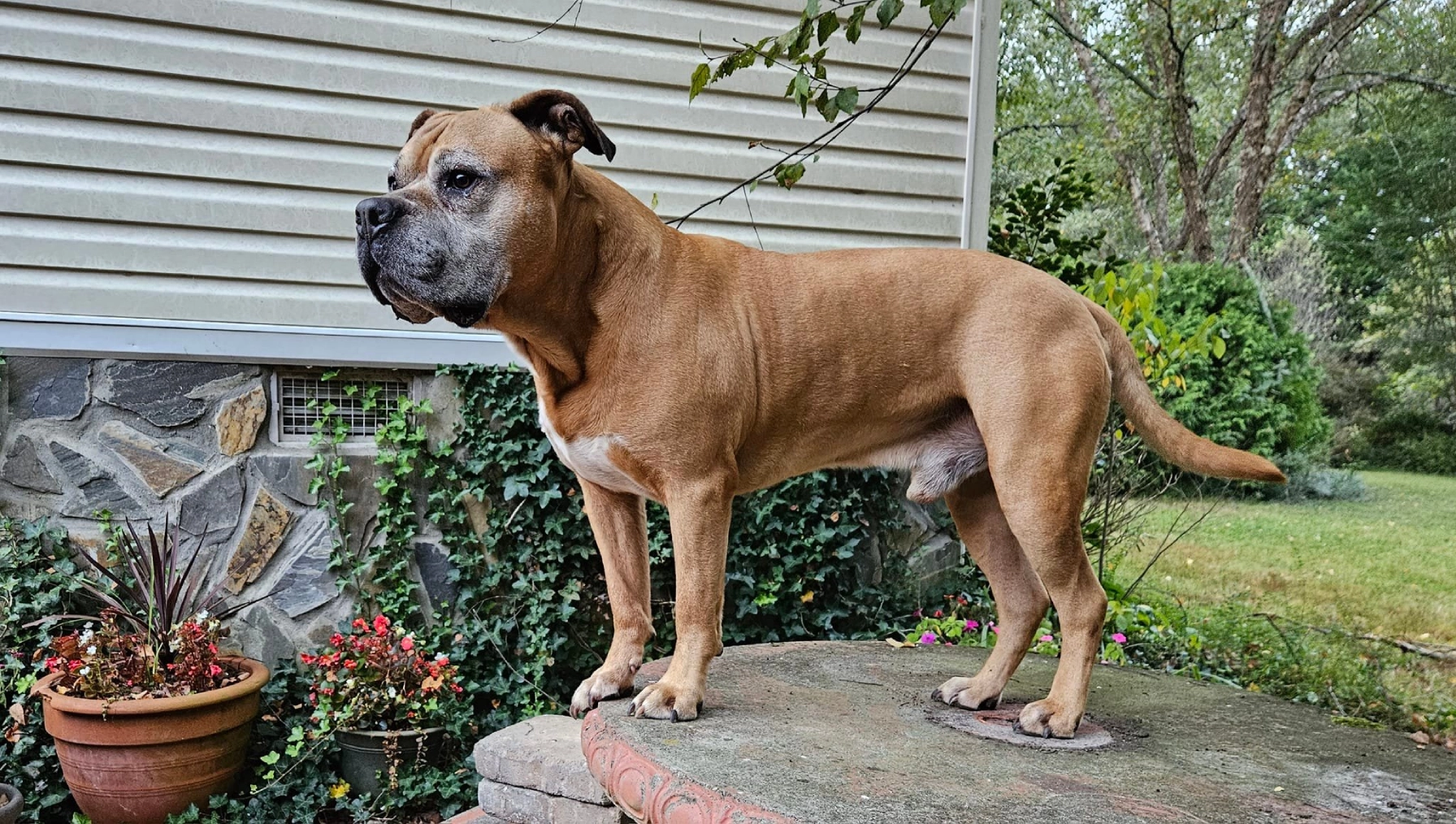 American Bandogge Dog Breed