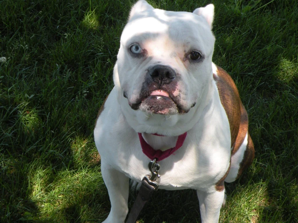 American Bulldog Dog Breed