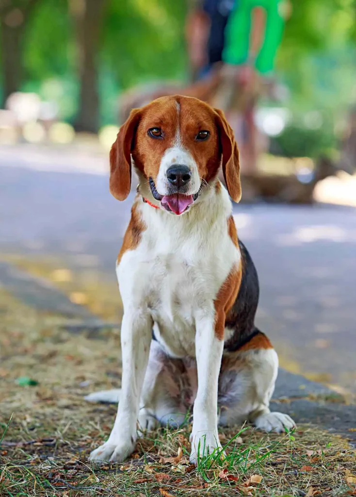 American Foxhound dog