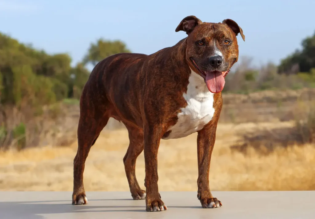 American Pit Bull Terrier Dog