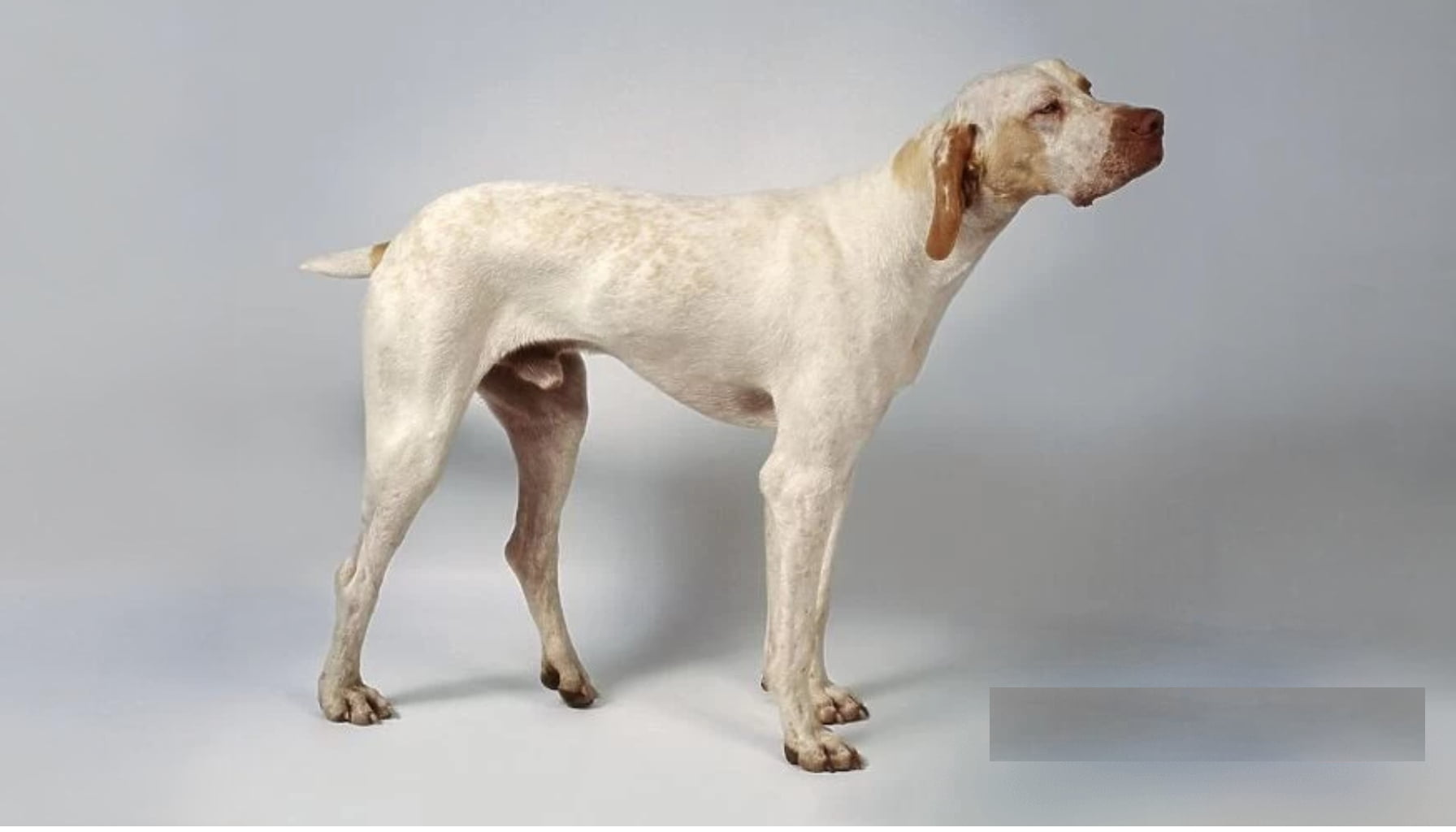 Ariege Pointer dog breed