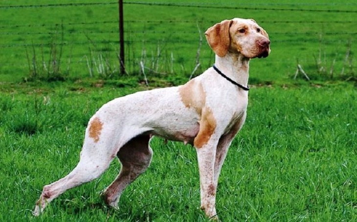 Ariege Pointer dog standing in the gras