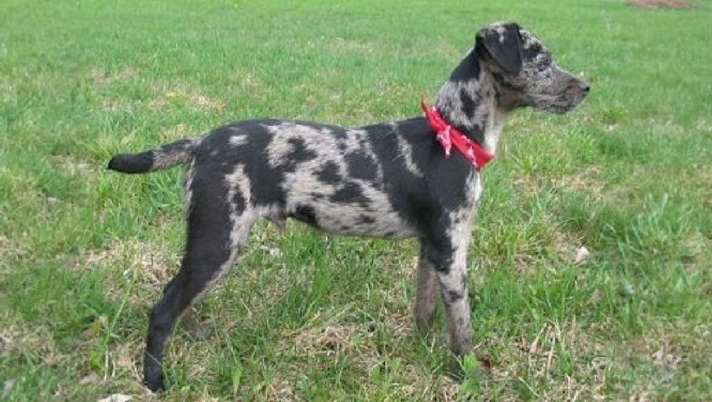 Atlas Terrier dog standing in the gras