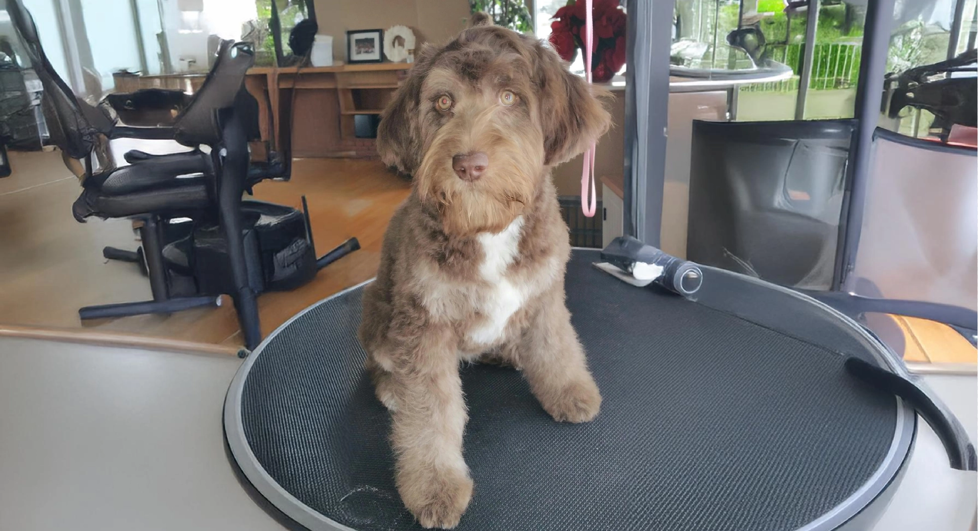 Aussiedoodle dog bgeeds