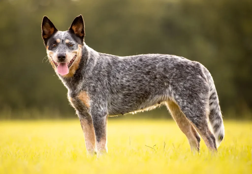 Australian Cattle Dog