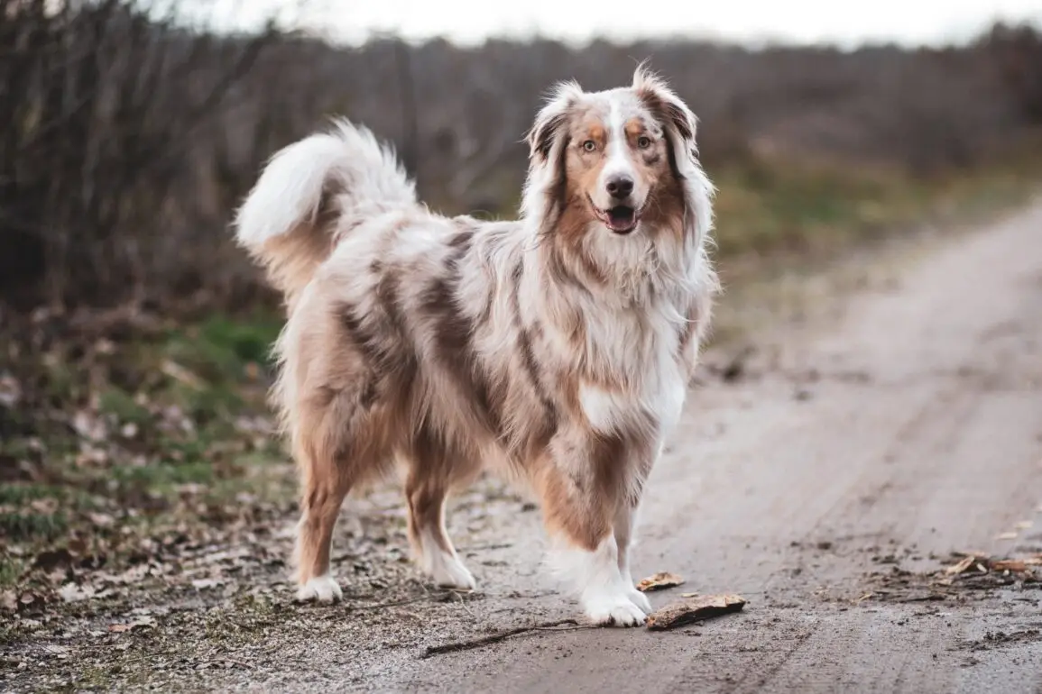 Australian Shepherd Dog 