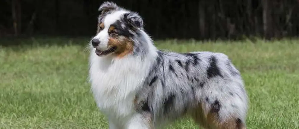 Australian Shepherd Dog 