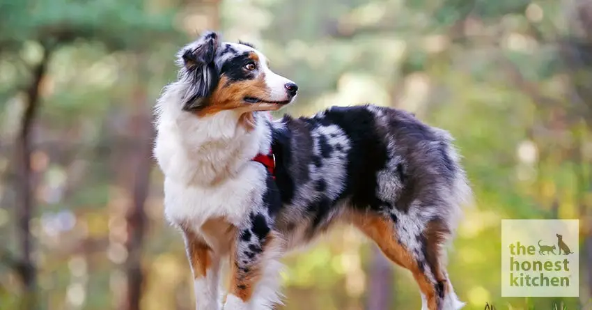 Australian Shepherd Dog