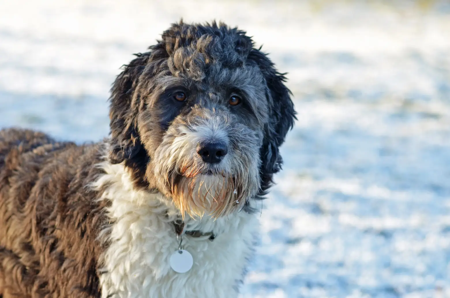 Australian Shepherd and Poodle mix