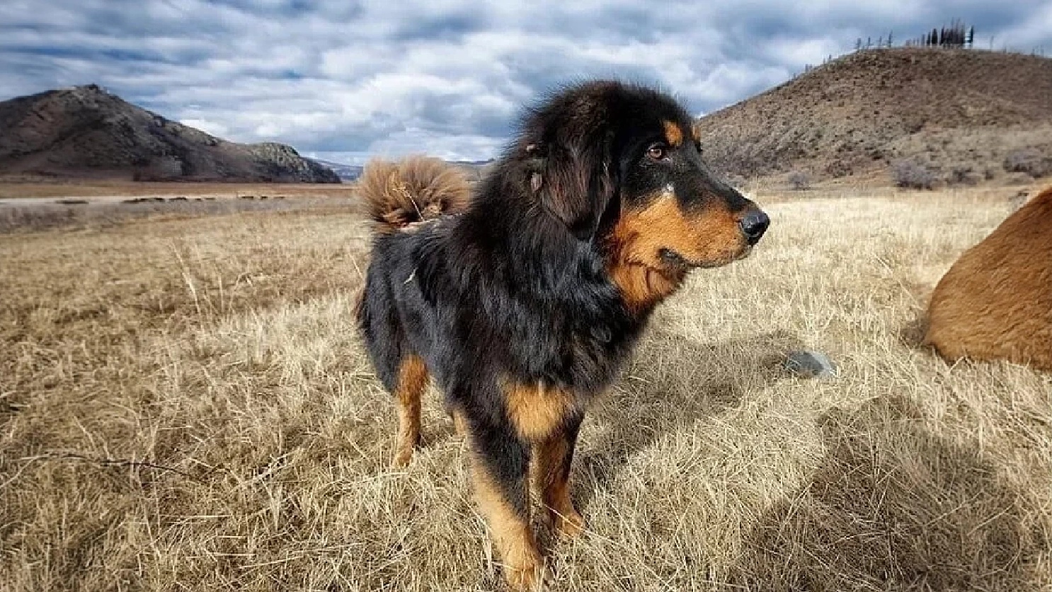 Bakharwal Dog standing in the gras