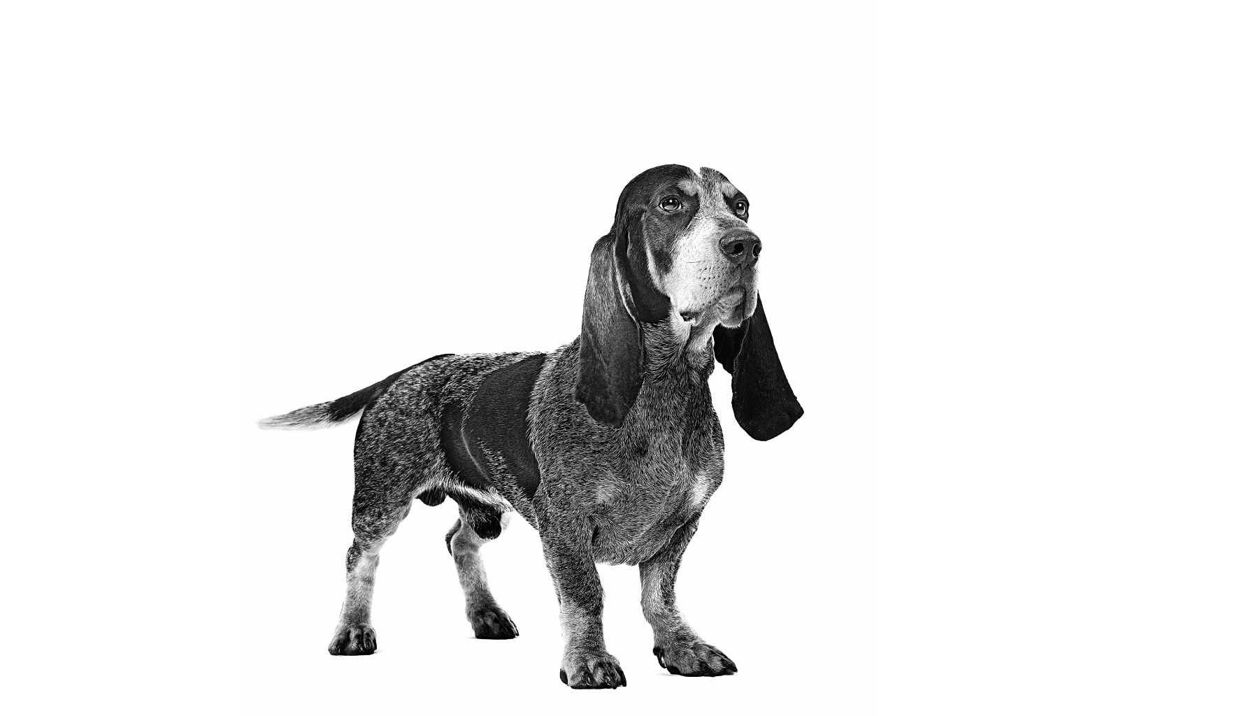 Basset Bleu De Gascogne dog breed