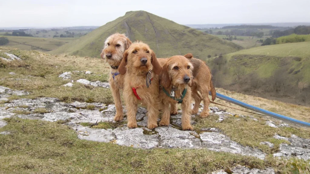 Basset Fauve De Bretagne Dog Physical Characteristics