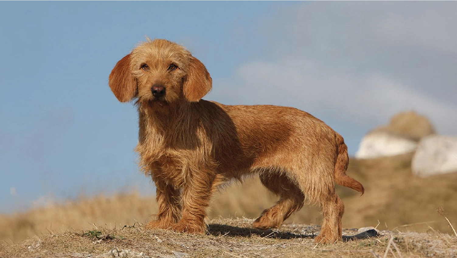 Basset Fauve De Bretagne Dog breed