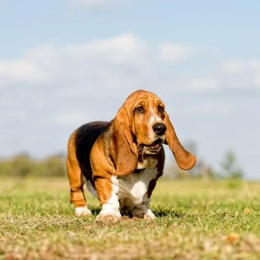 Basset Hound Dog