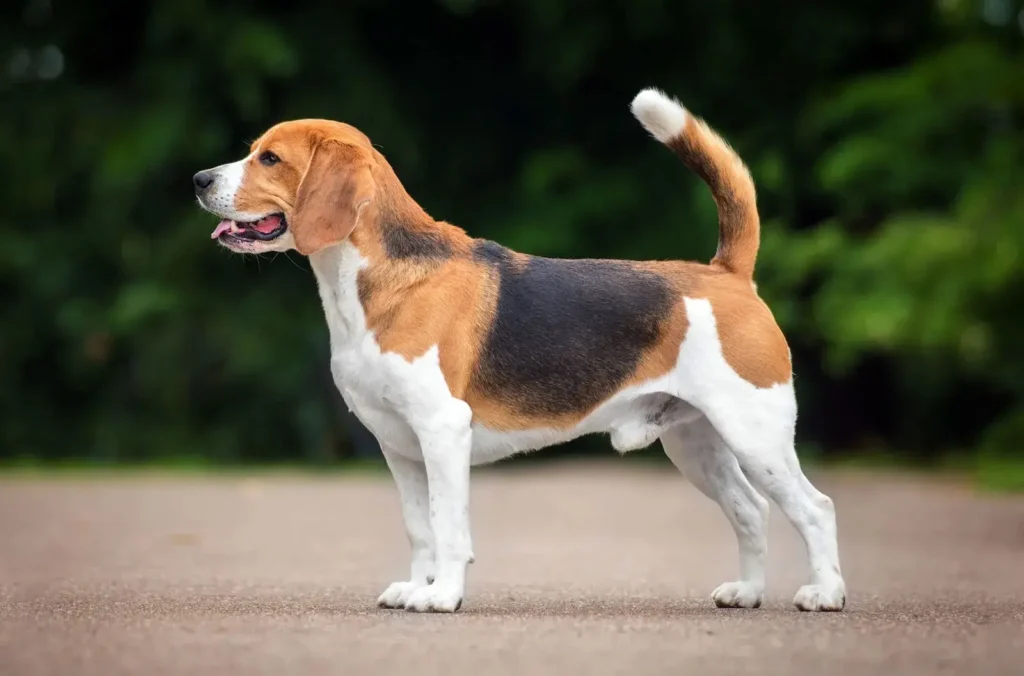 Basset Hound Dog