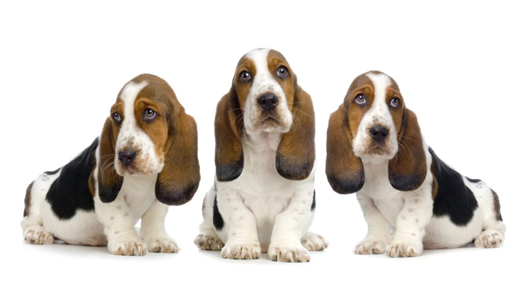 Basset Hound Dog Physical Characteristics