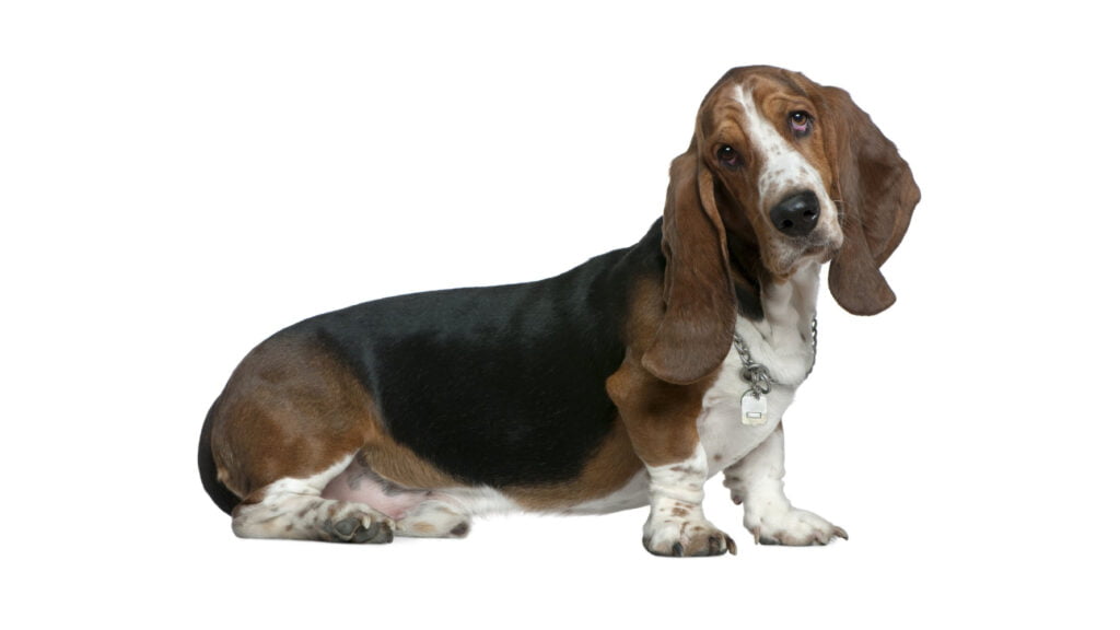 Basset Hound Dog breed