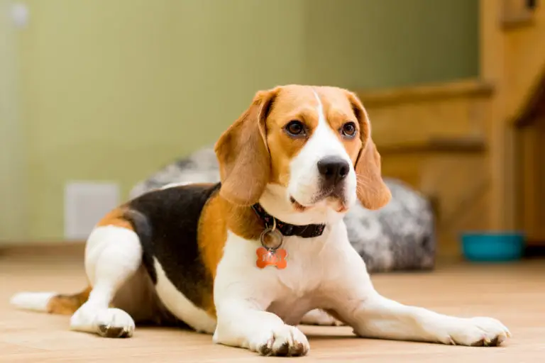 Beagle Dog