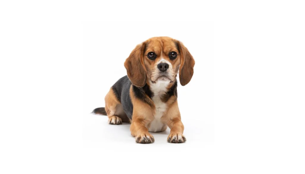 Beaglier dog breed