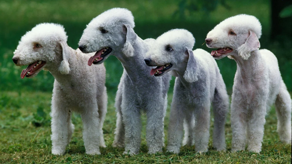 Bedlington Terrier Dog Physical Characteristics