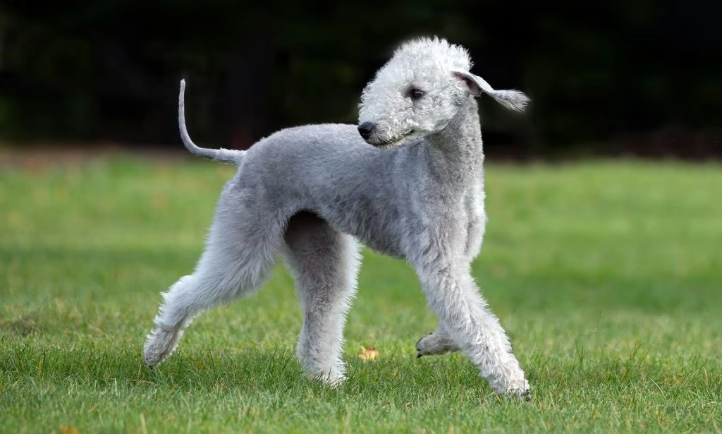 Bedlington Terrier Dog breed