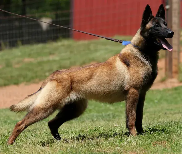 Belgian Malinois Dog