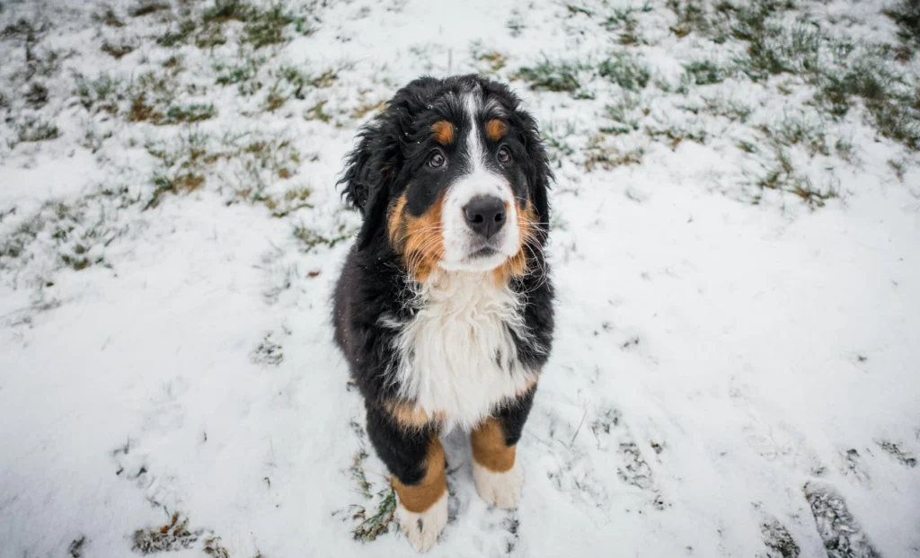 Bernedoodle dog breed