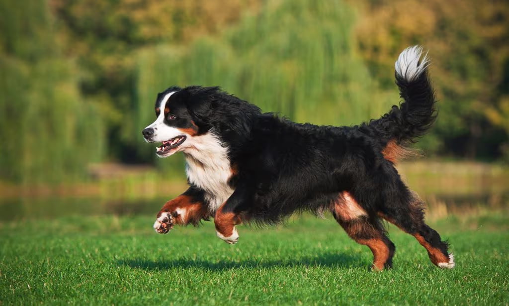 Bernese Mountain Dog run in the gras