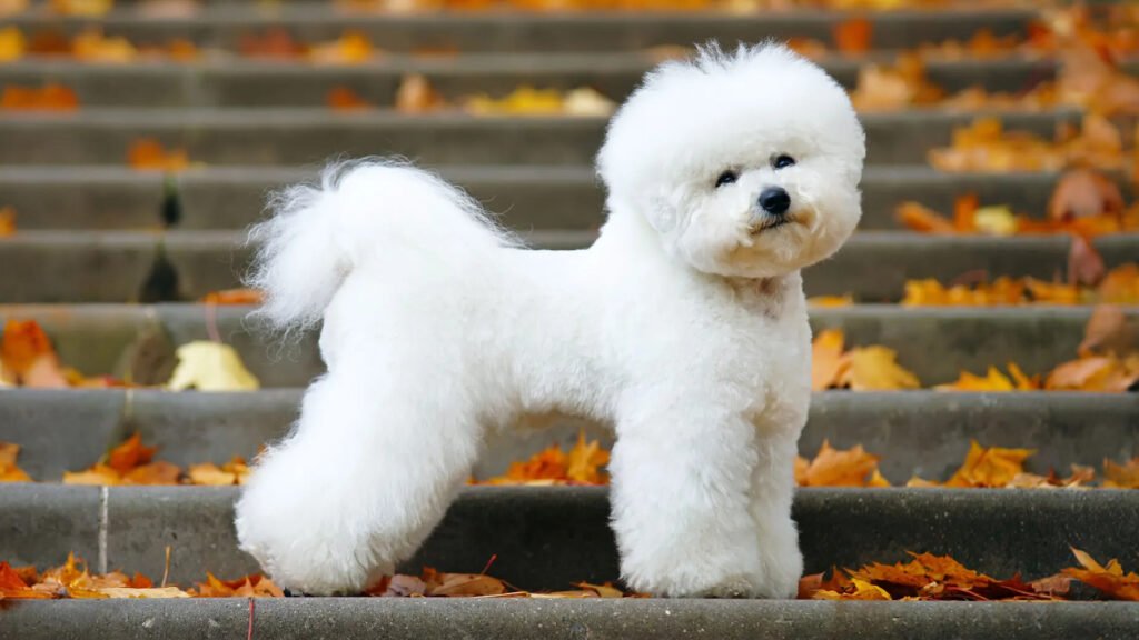 Bichon Frise dog standing in the park