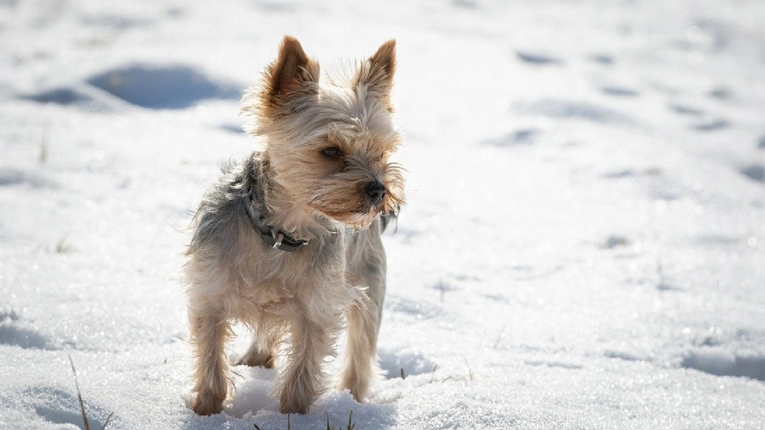 Bichon Yorkie dog breed