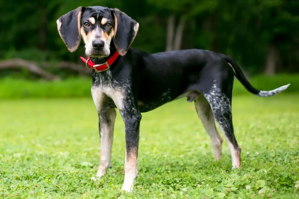 Bluetick Coonhound Dog