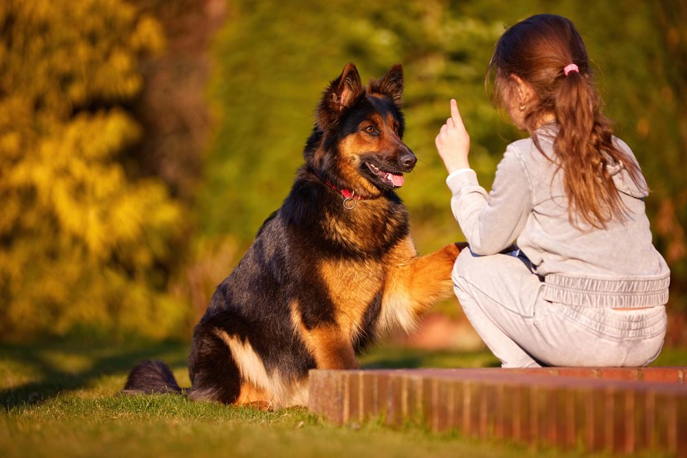 Bohemian Shepherd dog walking with a man