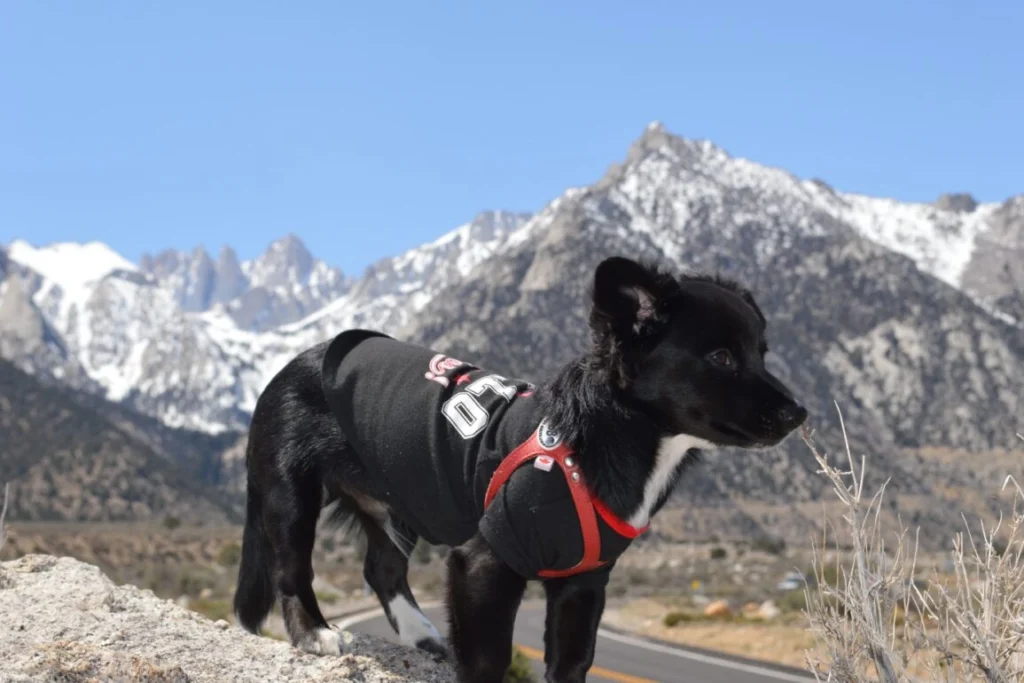 Borador dog breed