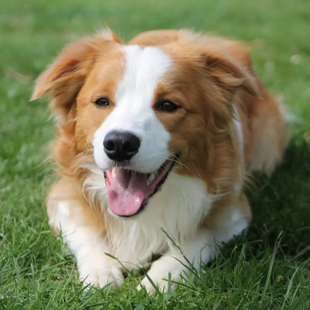 Border Collie Dog