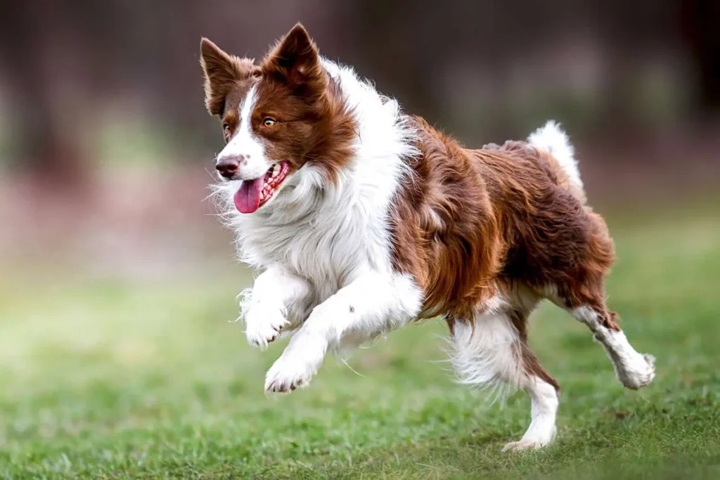 Border Collie dog