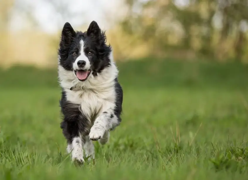 Border Collie dog