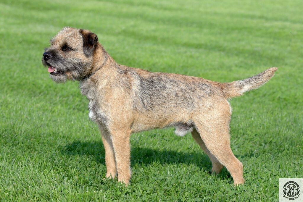 Border Terrier dog