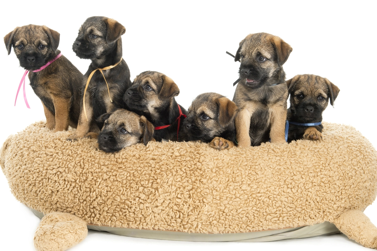 Border Terrier dog Physical Characteristics