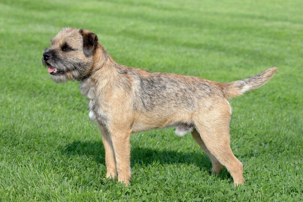 Border Terrier dog