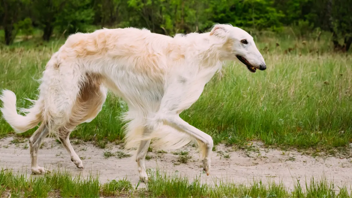 Borzoi dog