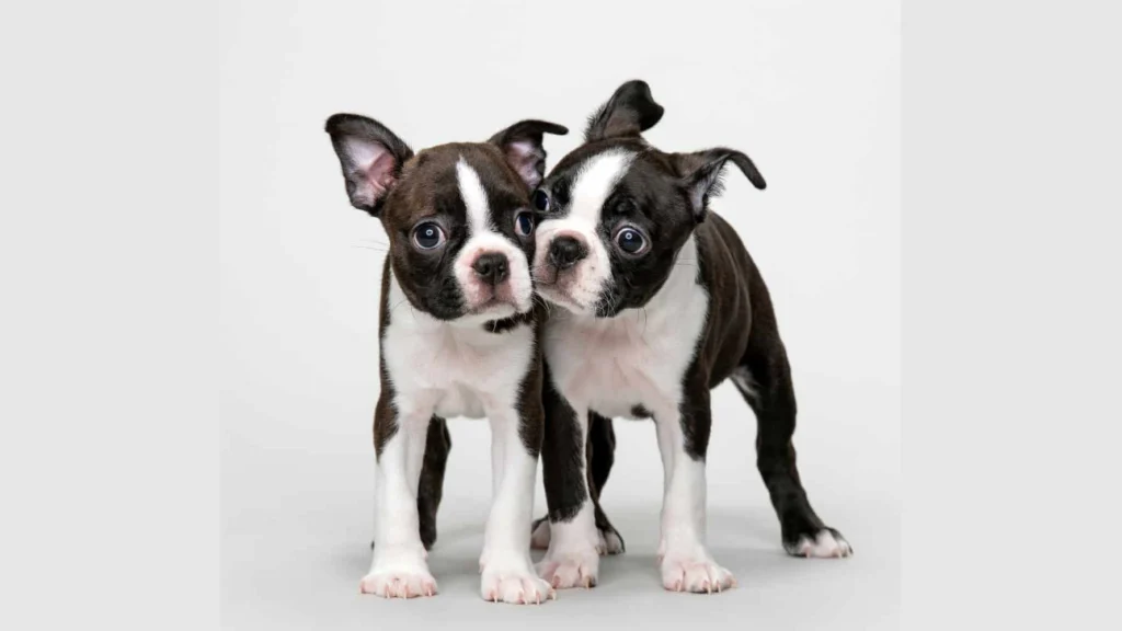 Boston Terrier Dog Physical Characteristics