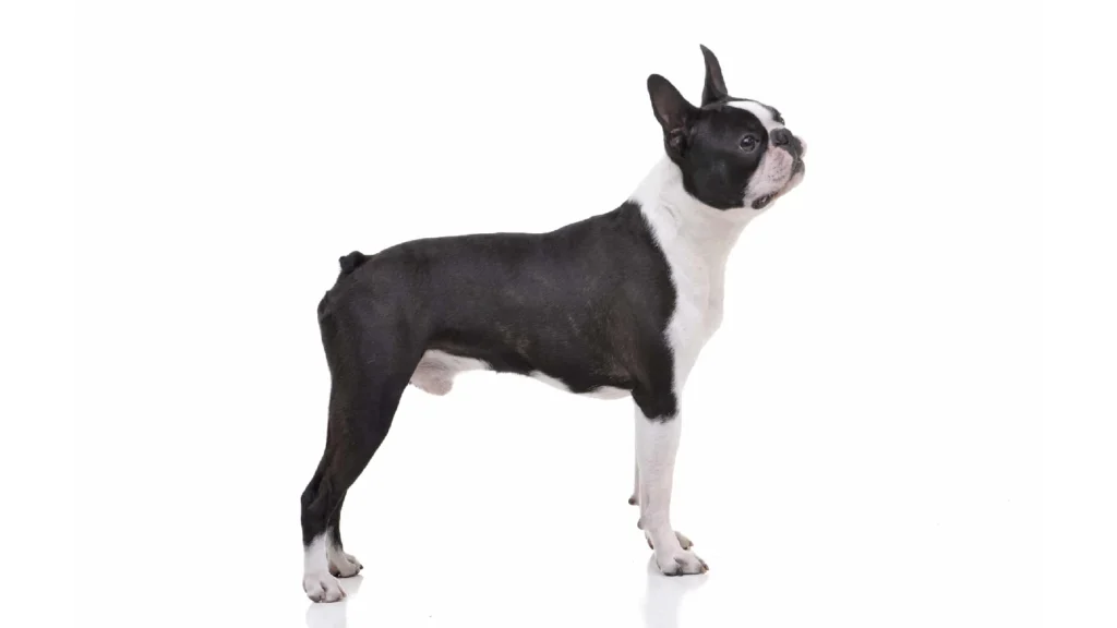 Boston Terrier Dog breed